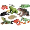 Simulation Amphibian Animals Model Frog Life Cycle Stages Action Figures Toys Gifts Mainan Katak pembelajaran