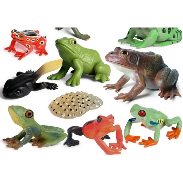 Simulation Amphibian Animals Model Frog Life Cycle Stages Action Figures Toys Gifts Mainan Katak pembelajaran
