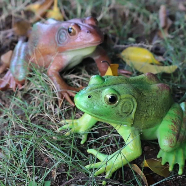 Simulation Amphibian Animals Model Frog Life Cycle Stages Action Figures Toys Gifts Mainan Katak pembelajaran